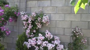 Роза Балерина - мускусный сорт , Питомник роз Полины Козловой rozarium.biz