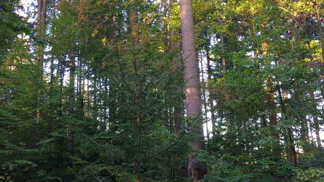 Бегаю каждый день | Цель 30 дней | День 26 | Лесной забег смотреть онлайн