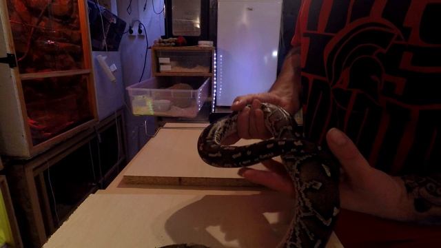 présentation de mon Python Anchietae ,Python d'Angola смотреть онлайн