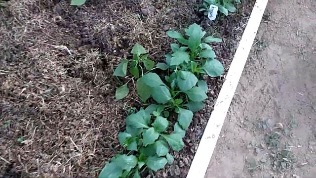 Моя любимая дача. Начало июня смотреть онлайн