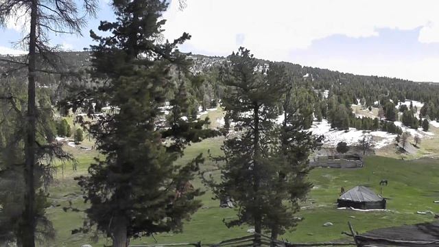 Алтайский кедр смотреть онлайн