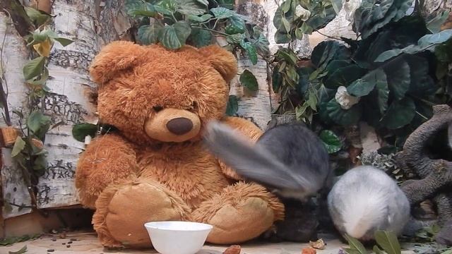 Популярно и доступно о шиншиллах смотреть онлайн