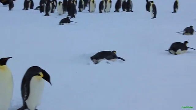 Императорский пингвин - Aptenodytes forsteri смотреть онлайн