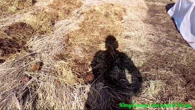 Как сажать картошку в сено. смотреть онлайн