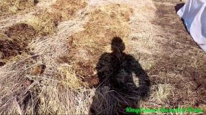 Как сажать картошку в сено.