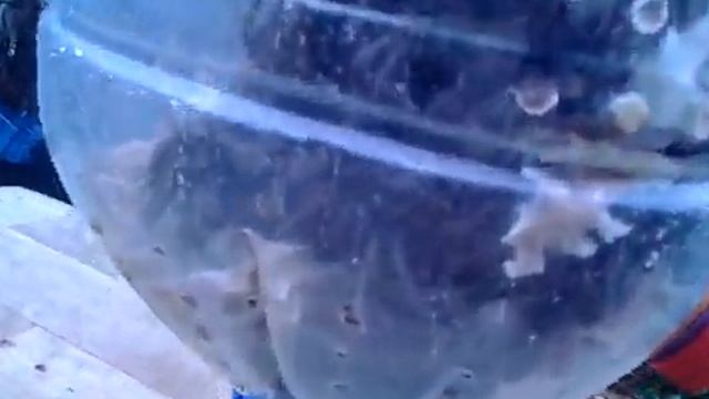 Зимовка пчёл в бутылке ч.3. смотреть онлайн