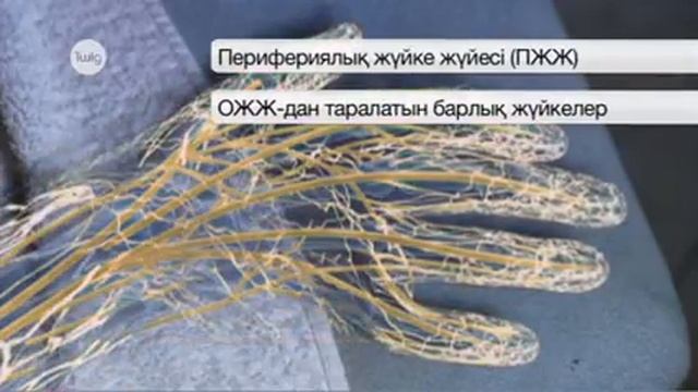 Жүйке жүйесі смотреть онлайн