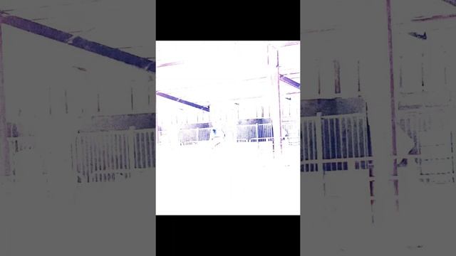 One big grey horse can really change one little girls life || Tango || смотреть онлайн