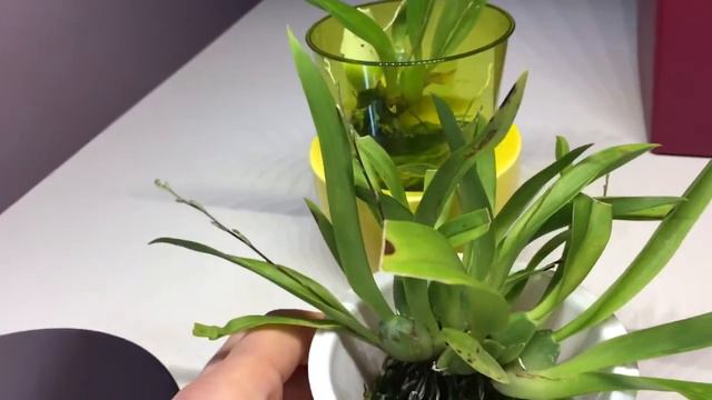 Oncidium Twinkle Orchideen in Wasserkultur/ Wasser / FWC - Update - Sie blühen bald! :))) смотреть онлайн