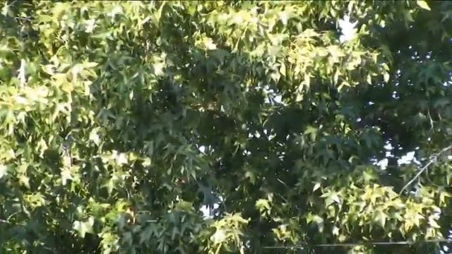 Sony HDR-CX12 SD (HQ) смотреть онлайн