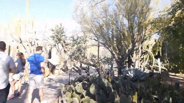 США, Аризона. Огромные кактусы в пустыне Аризоны. Ботанический сад в Финиксе. смотреть онлайн