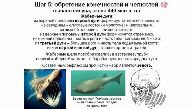 Дробышевский Ст. Когда родился человек? История в 14 шагах с прологом и эпилогом! Video ReMastered. смотреть онлайн