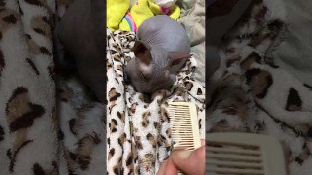 Реакция кошки сфинкса на расческу смотреть онлайн