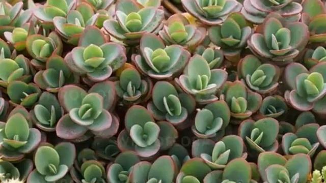 Очиток (Седум) домашний — описание растения смотреть онлайн