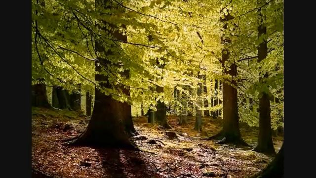 Vivaldi - Spring смотреть онлайн