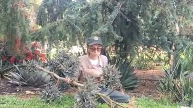 Agave : Evolution, Natural Selection, and Genetic Diversity смотреть онлайн