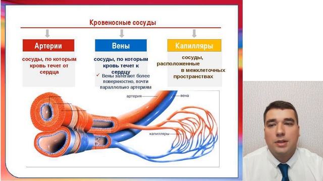 Сосуды человека / ССС № 3. (Подготовка к ОГЭ/ЕГЭ биология) смотреть онлайн