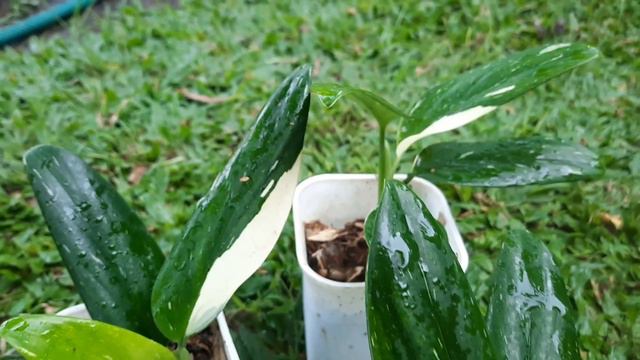 Monstera Standleyana Variegata