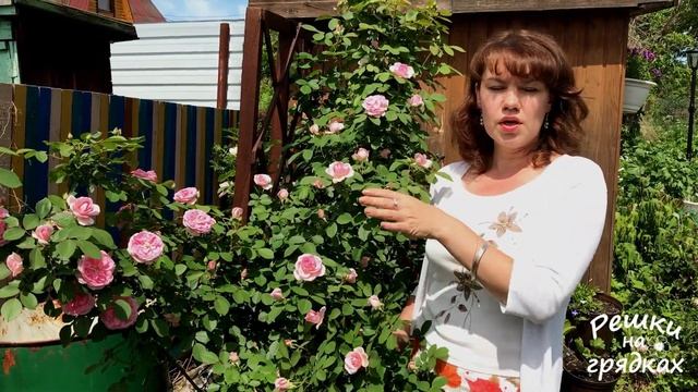Роза Плетистая Prairie Joy. Уход ДО, ВО ВРЕМЯ и ПОСЛЕ цветения смотреть онлайн