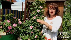 Роза Плетистая Prairie Joy. Уход ДО, ВО ВРЕМЯ и ПОСЛЕ цветения