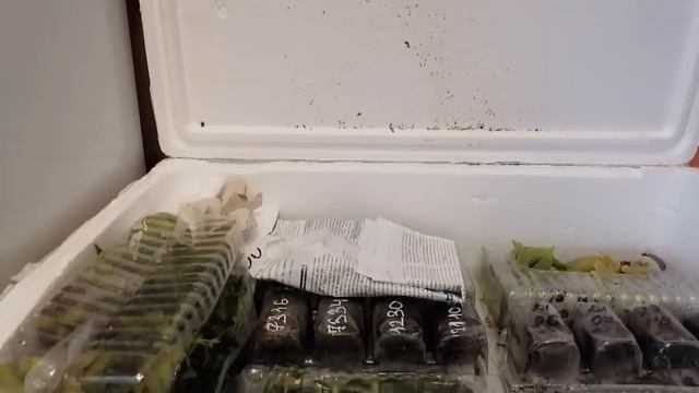 Весенняя радость))) Получила огромную посылку с черенками от Агрофирмы ВИОЛА )) смотреть онлайн