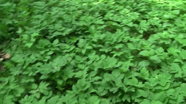 Вот у нас лежачий (собираем семена вяза) смотреть онлайн