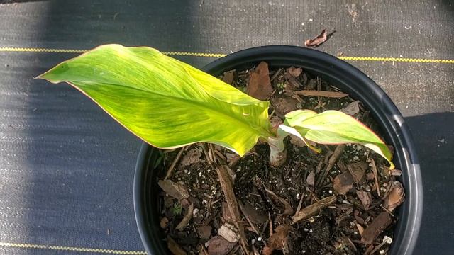 Crazy Variegated Banana! she's for sale! смотреть онлайн