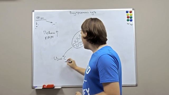 Молекулярные механизмы апоптоза смотреть онлайн