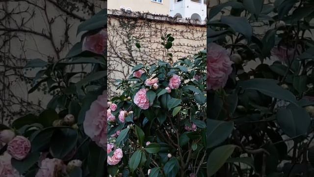 Сочи, цветёт камелия. смотреть онлайн