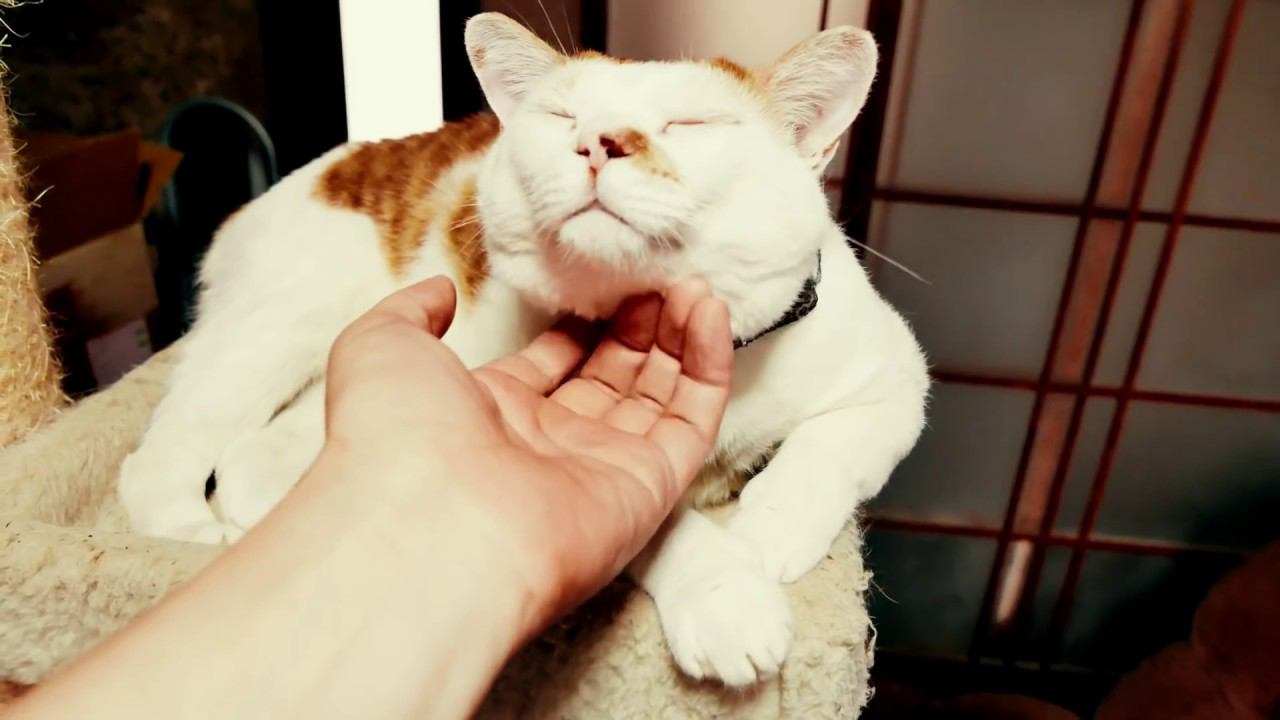 7 ПРИЗНАКОВ ЧТО ТЫ БЕСИШЬ СВОЕГО КОТА [Белый кот] смотреть онлайн