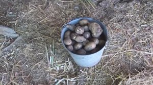 Картофель сорта Зекура: от посылки до сбора урожая.