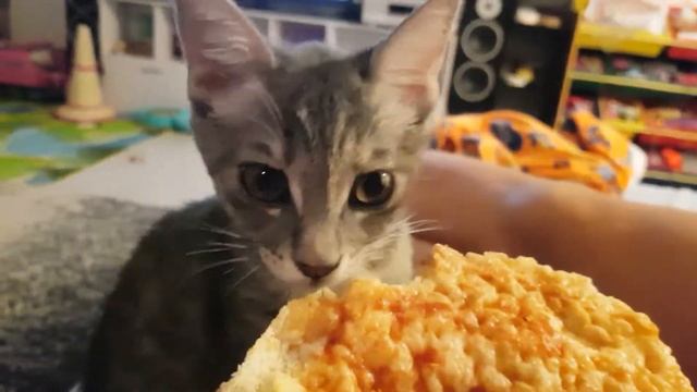 Кошка ест пиццу | Чупи очень любит пиццу | Chupy cat смотреть онлайн