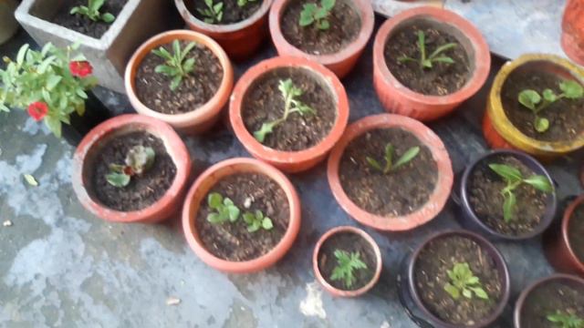 ll 🌷🌷Winter plant ki shopping ll 🌹🌹ll sardiyo ke mausam ke paudhe ki kharidari ll🌷🌷 смотреть онлайн