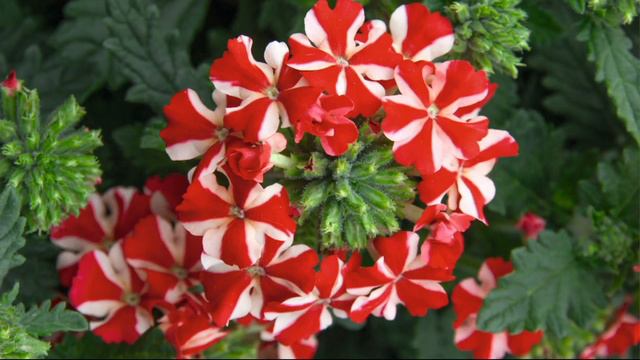 Roberta's 6-piece Showy Stars Verbena Collection on QVC смотреть онлайн