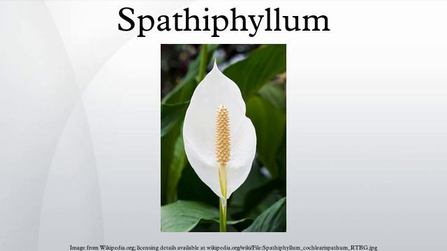Spathiphyllum смотреть онлайн