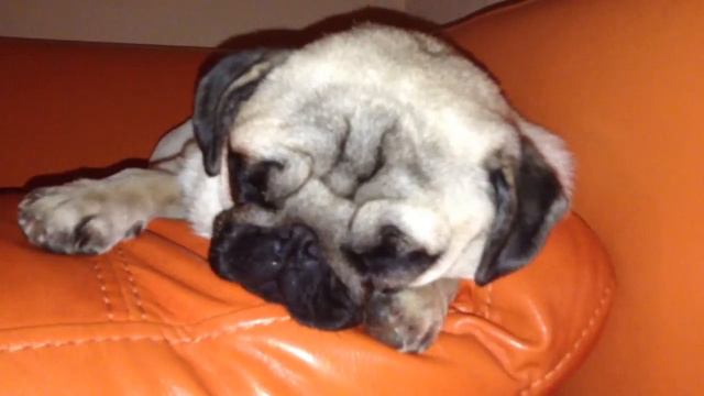 Мопс - Спящая красавица 3/ Pug - Sleeping beauty 3 смотреть онлайн