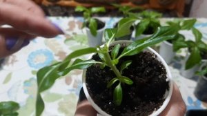 СЕКРЕТ ОБИЛЬНОГО ЦВЕТЕНИЯ КАТАРАНТУСА, КАК Я ФОРМИРУЮ КУСТИК, СТАДИЯ ПЕРВОЙ ПРИЩИПКИ. Рассада цвето