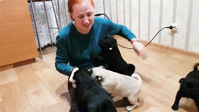 выбираем собаку приехали на фабрику "МОПСОВ" смотреть онлайн