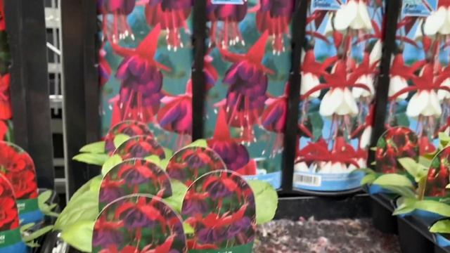 Пеларгонии, Бегонии, Фуксии. Черенки. Новинки и редкие сорта. Лондон.Садовый центр. смотреть онлайн