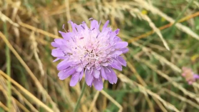 Knautia arvenis (Field Scabious or Gypsy Rose) In Garden #scabious #scabiosa #knautia #arvensis смотреть онлайн