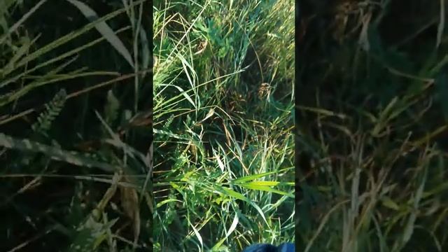 Xp deus комплект для подводного поиска смотреть онлайн