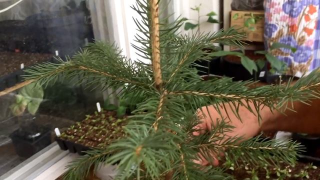Размножение голубой ели черенками. Результат зимнего и новое, весеннее черенкование голубой ели. смотреть онлайн