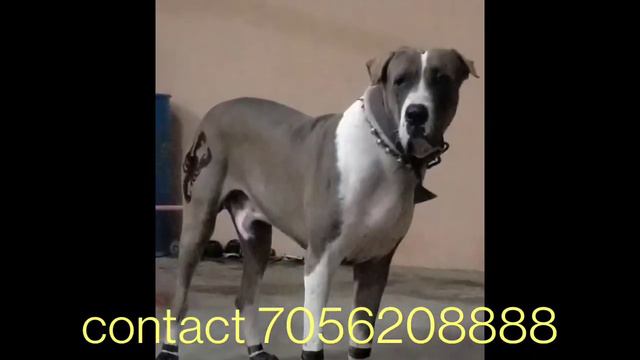 Indian Mastiff Bully dog,Bully Kutta, Pakistani Bully dog Puppies available for Prebooking Sale. смотреть онлайн