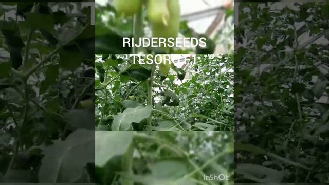 ТЕЗОРО F1 (Tesoro F1) - тип «Дамские пальчики», ярко-красный томат от Rijder Seeds.