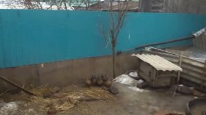 Охота с подсадными утками. Отсадка уток от селезня.