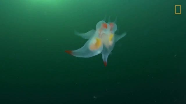 Брачные танцы Морских Ангелов смотреть онлайн