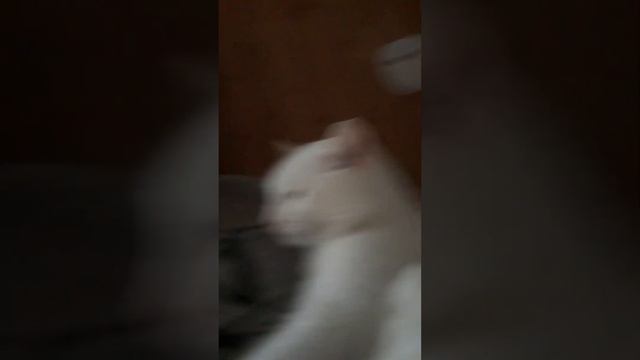 СНЕЖИК ГЛАВНЫЙ КТО ЛЕЖИТ НА РУЧКАХ.🤣🤣🤣 смотреть онлайн