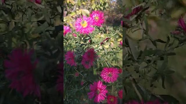 Осенние цветы. Октябринка #Shorts смотреть онлайн