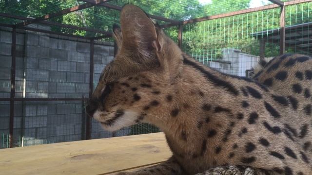 Сервал ругается. Злой сервал. Angry Serval Cat