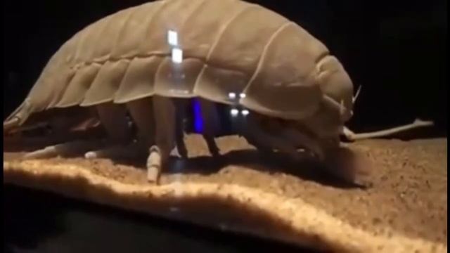 DEEP SEA CREEPY CRAWLIES! GIANT ISOPODS смотреть онлайн